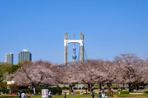 Kiba Park Bridge Tokyo Skytree and cherry blossoms