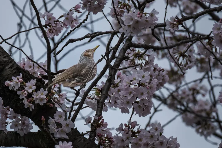 Brown-eared bulbul in cherry blossoms