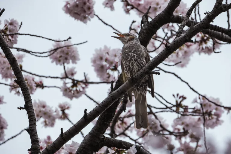 Kanda River bird photography Brown-eared Bulbul