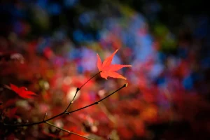 Institute for Nature Study red autumn leaf