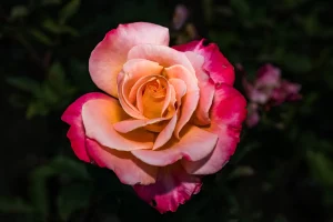 red and orange rose