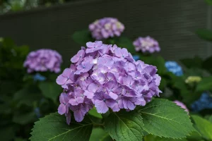 Hakusan Shrine purple hydrangea