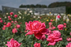 Jindai Botanical Gardens rose festival Maria Callas