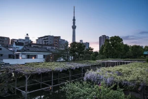 Kameido Tenjin Wisteria Festival 2021 pool and Tokyo Skytree