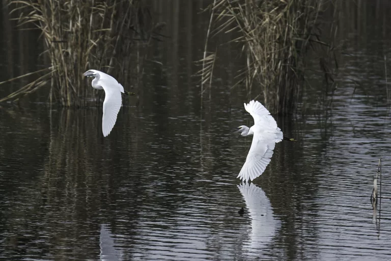 great egrets flying over marsh