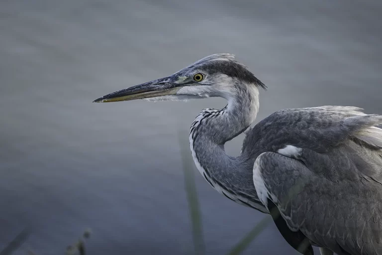grey heron bird photography