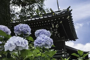 Sensory Overload in a Scorcher: Photographing Asakusa Samba Carnival 2025 22 blue hydrangeas