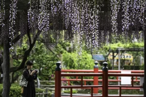 Kameido Tenjin purple wisteria
