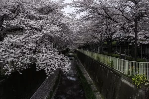 cherry blossom covered kanda river