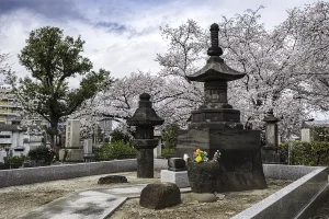large Japanese grave and cherry blossoms