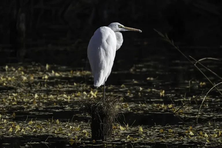 Zenpukuji Park Great egret