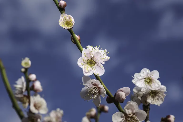 pink plum blossoms sky background