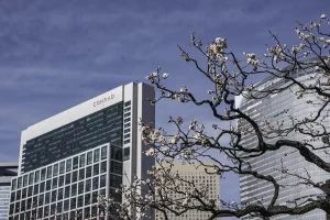 white plum blossom flowers and skyscraper