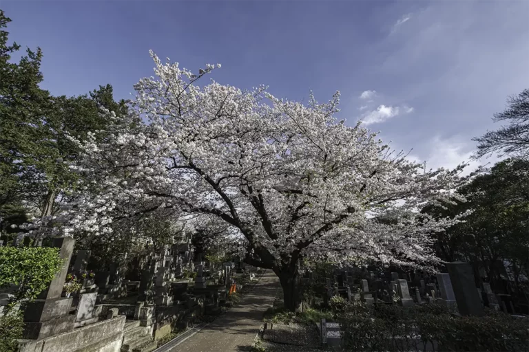 best 2024 Tokyo cherry blossoms tree and graves