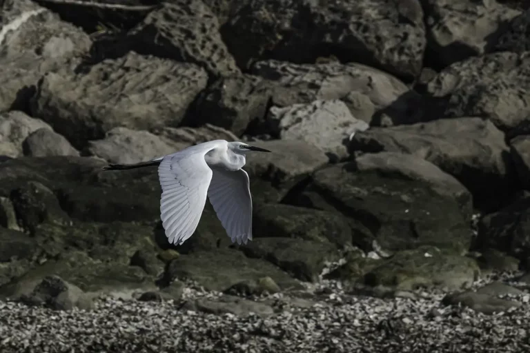 great egret flying at Kasai Rinkai Park