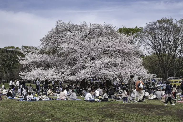 kinuta park cherry blossoms hanami