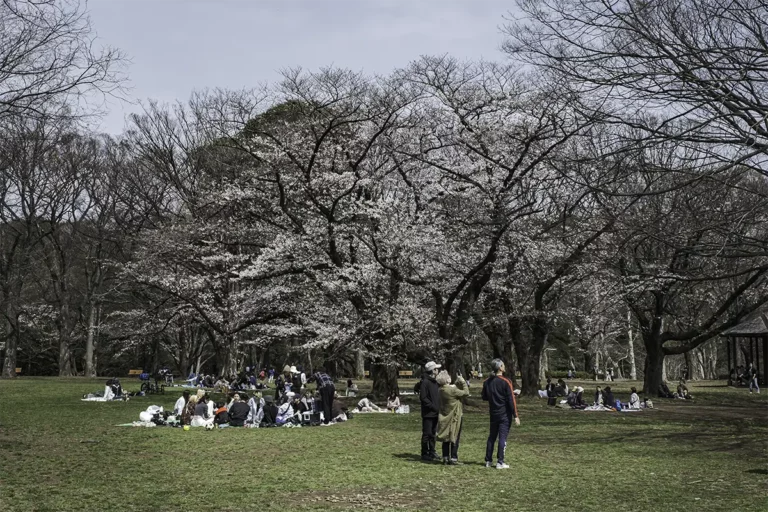 people looking at cherry blossoms
