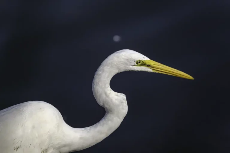 Great Egret head