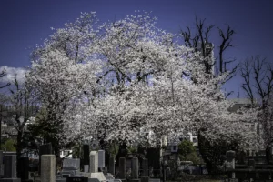 perfect cherry blossoms tree