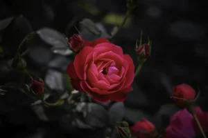 small red rose