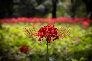 A close-up of a vibrant red spider lily at Nogawa Park, with a softly blurred field of red flowers in the background.