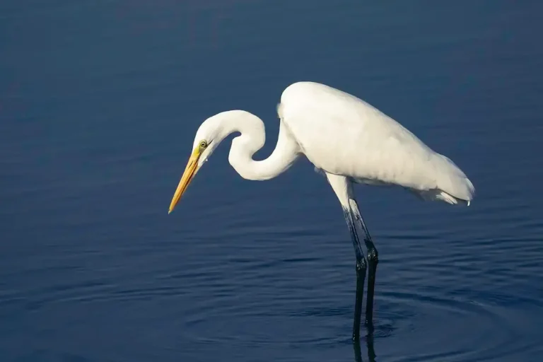 A white Great Egret hunched over deep blue water at Tokyo Port Wild Bird Park in summer.