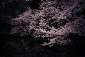 Ethereal cherry blossoms at night reflecting in the dark, still water of Inokashira Pond.
