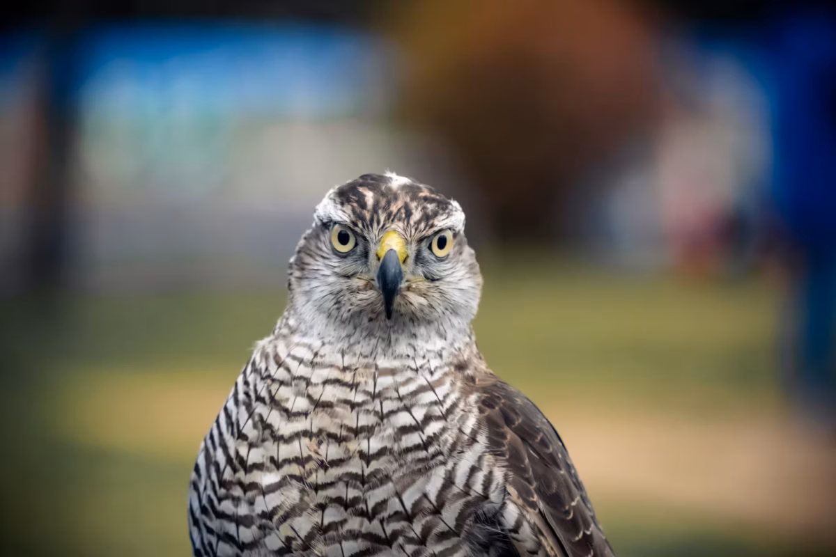 A close-up portrait of a hawk with intense yellow eyes staring directly at the camera.